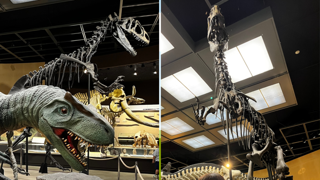 栃木県立博物館　アロサウルスの化石