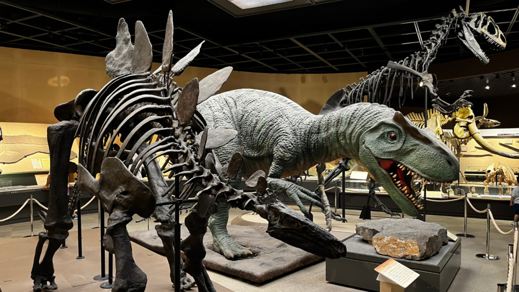 栃木県立博物館　恐竜の化石