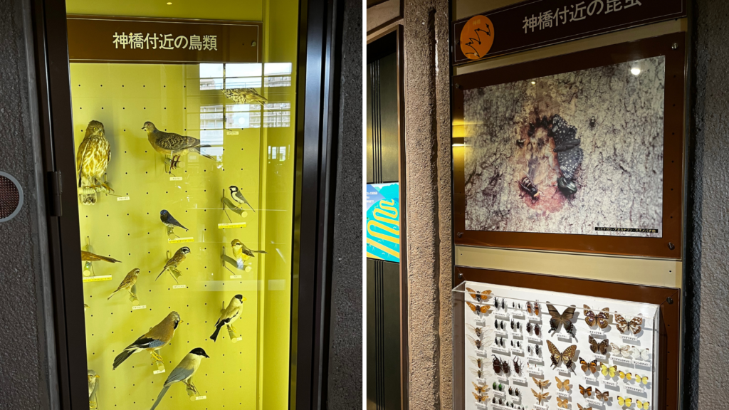 栃木県立博物館 鳥・昆虫の展示