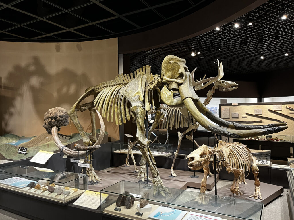 栃木県立博物館　ナウマンゾウの化石